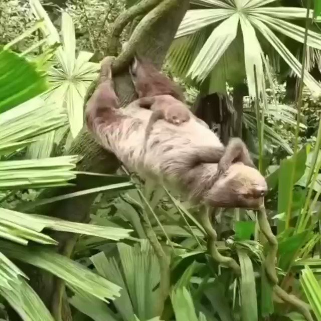 sloth sleeping in tree