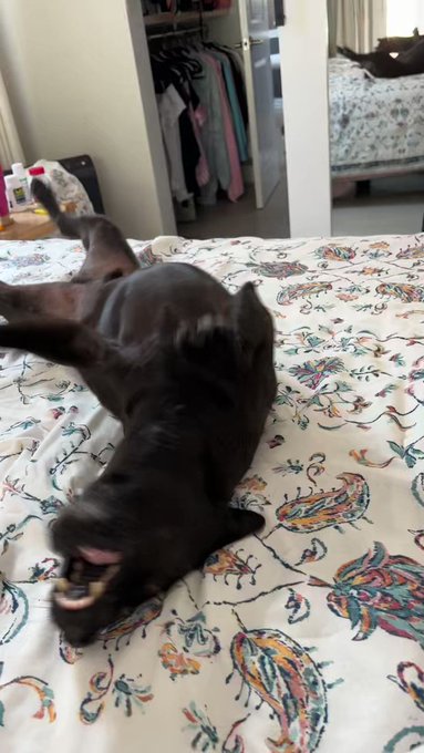 Look at this!! The first time they played inside like this!! ❤️ https://t.co/u3E1pUM8dD