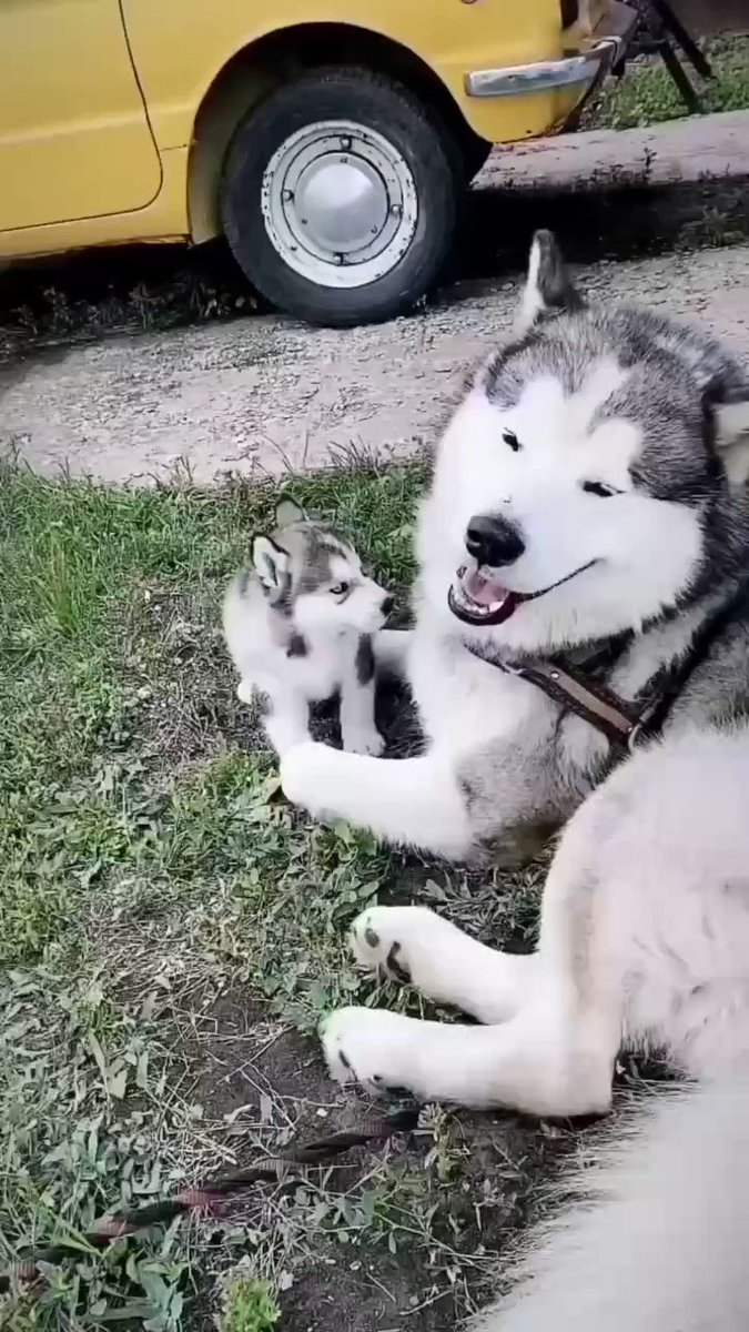 Happy moment 😁😅
Mother and child playing 🥰
#husky #huskytwitter #dog https://t.co/LO9aOddgnM