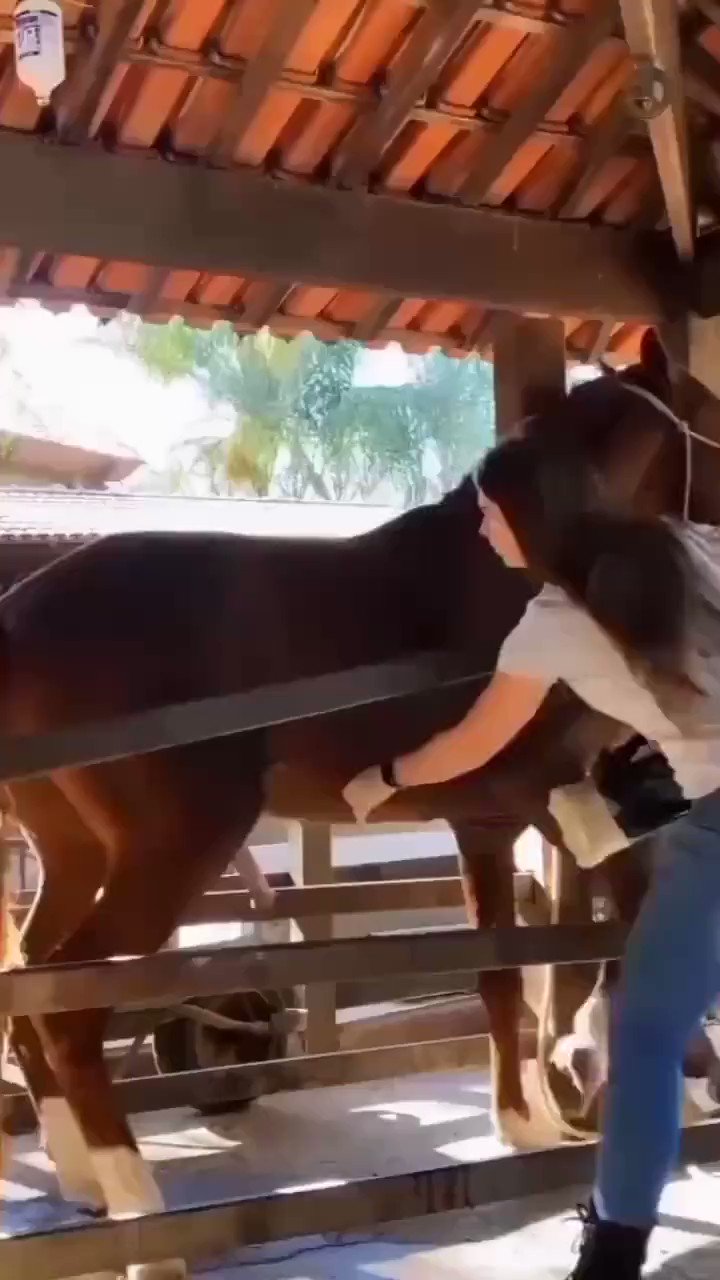 Woman jerks off a horse