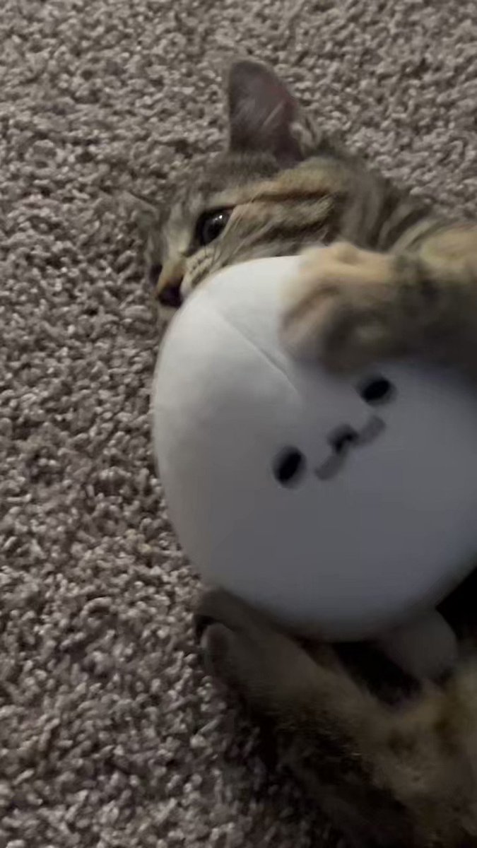 Zamsire On Twitter The Rumors Are True I Got A Cat Zamsire On Twitter The Rumors Are True I Got A Cat