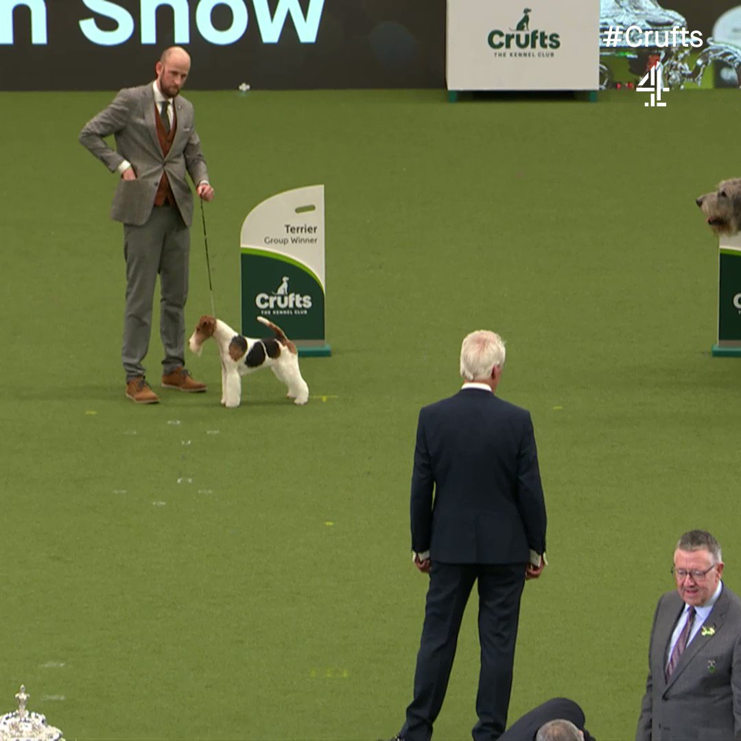 Twitter crufts cheap