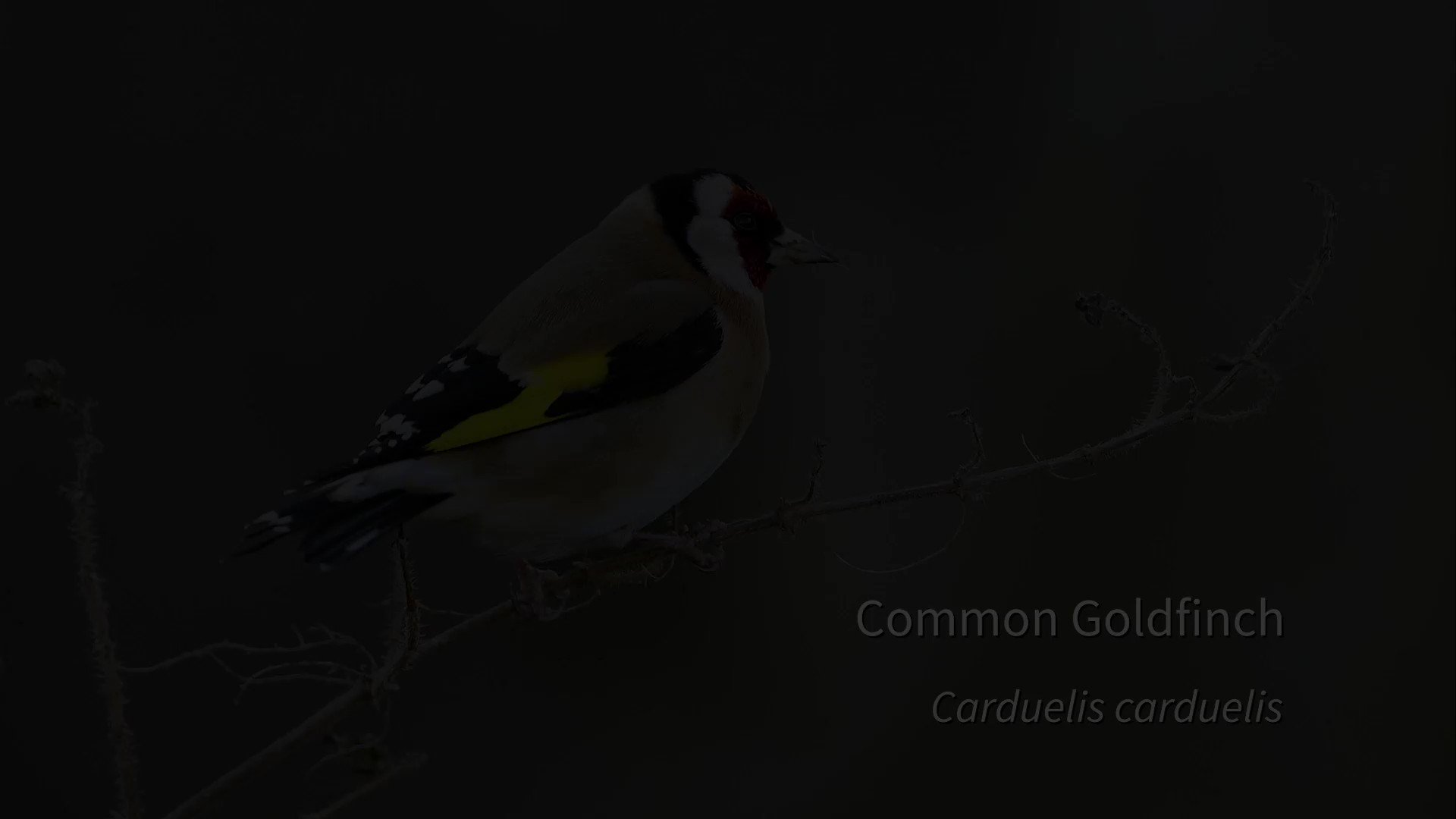 Mark Constantine on Twitter: "Song fragments and calls of Common