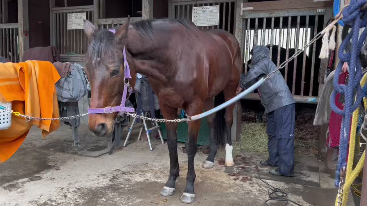 サトノヴィクトリーさん🐴
毛色も肌艶も良くて本当に素敵✨ 