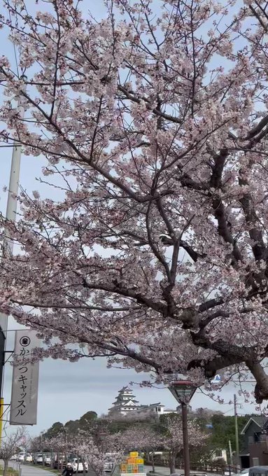 【去年はこんな感じでした】からつキャッスル🏠前から見た唐津城🏯と桜並木🌸をご覧ください#ゾンビランドサガ #zls #佐