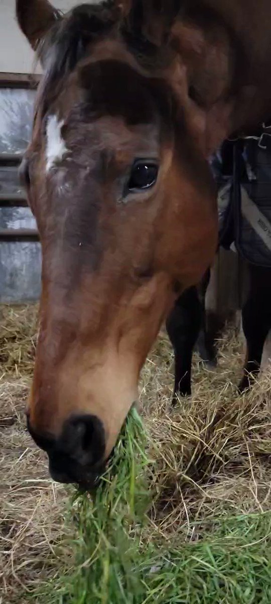 🐴#サポートホース
🐴#再就職支援プログラム

#セイントネイチャー に生牧草🌿のプレゼント、うれしいですね。おすそ分けをみんなでモグモグ😋 ゲッケイジュさんも一緒☺
#ヴィエントバイラー #渡辺牧場里親会
#ニットウイロンデル 