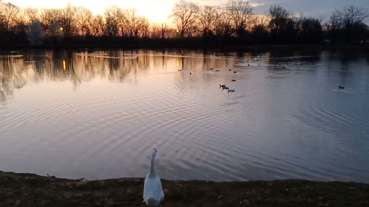 Mike Coletta on Twitter "Tuesday morning sunrise on the pond in