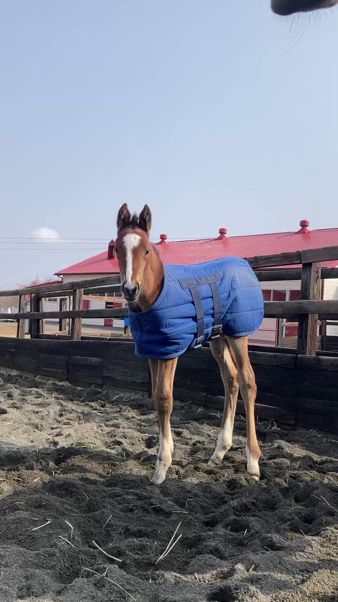 モーデンの弟か妹かわからんけど、
モズアスコット産駒❣️

今後の成長が楽しみ☺️ 