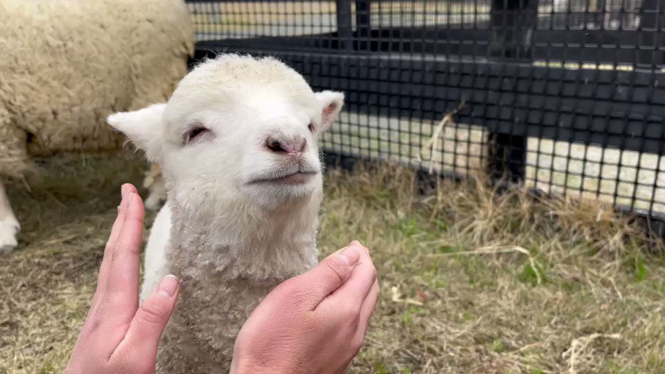 緋焔蓮華@11/16スパコミ東7B28b on X