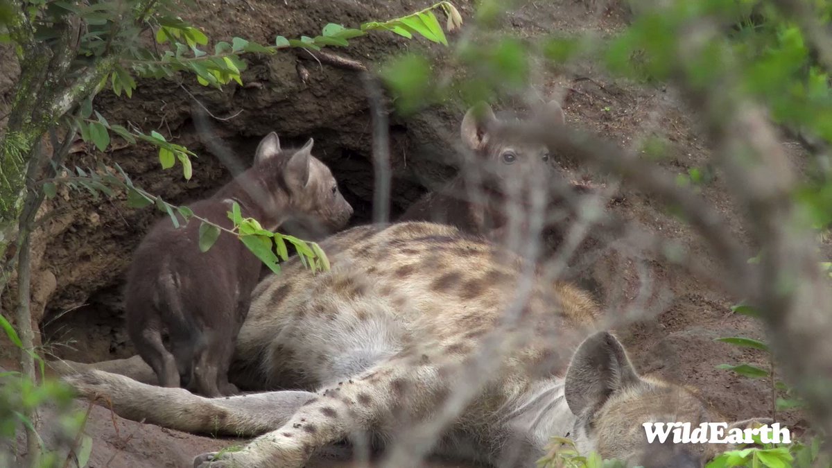 WildEarth on Twitter: "Double Trouble! Cuteness overload! Did you know