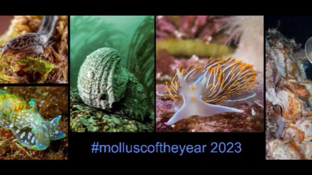 Last chance! VOTE NOW for Mollusc of the Year 2023

5 amazing molluscs
One will get its genome sequenced. 

🦑🐙🐚🐌🦪
https://t.co/52qBddUjaU https://t.co/NIzJgjGfNB