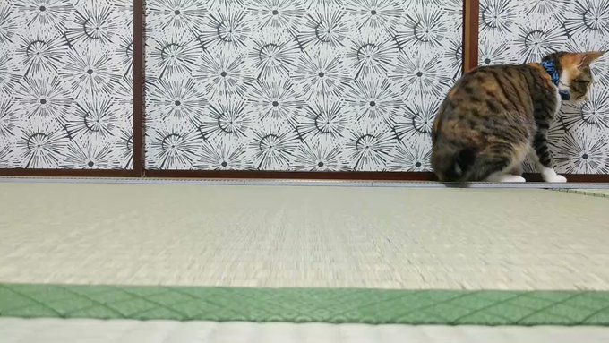 完売】 おくちゃん様確認様 asvocr.org