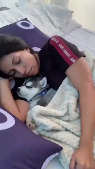 So adorable 🥰
Time of our sleep 🤪
#husky #huskytwitter #dog https://t.co/OZWcRnghe9