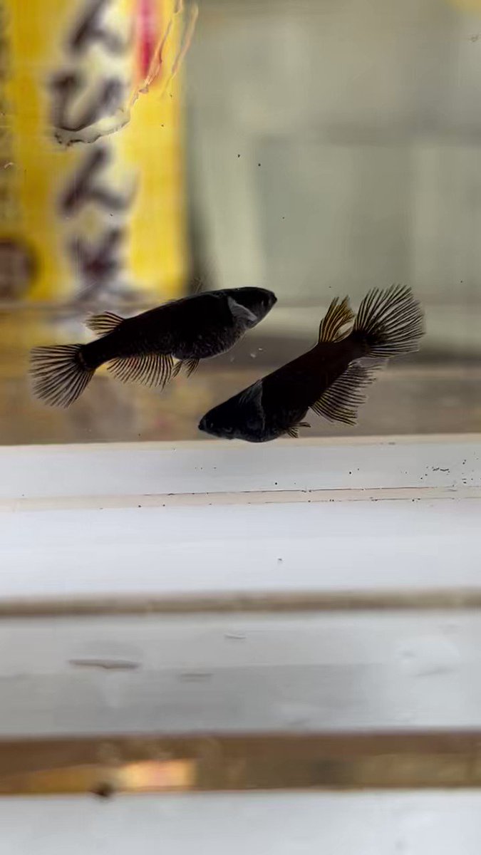sold outメダカ 黒心龍 1ペア 若魚なりたて 19日まで