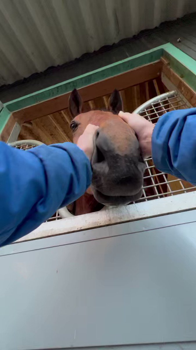 共感しかないし、まんま私がクーザさんにやる触り方だった😂
この姿可愛くて仕方ないんですよね。しかもお昼時にやると眠そうに顔がとろーんとしてくる🫶☺️ 