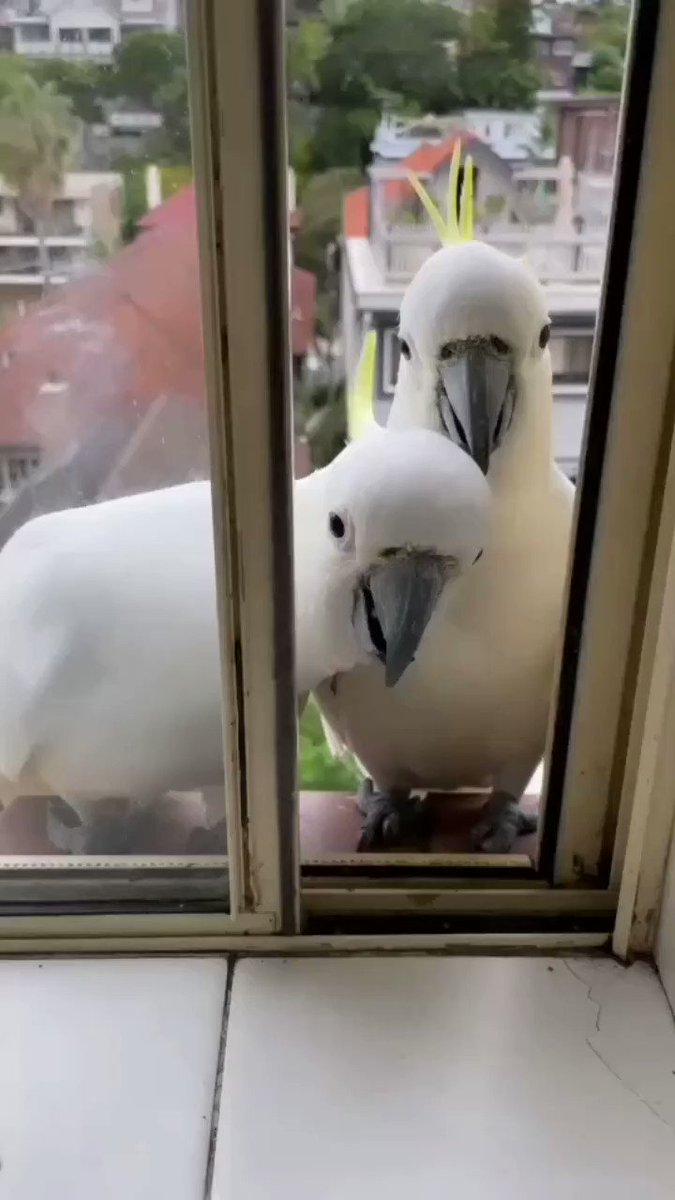 ハロー カモン サンキュー💕😍🥰
               🐦👈       👉🐦
                          ✌️ 