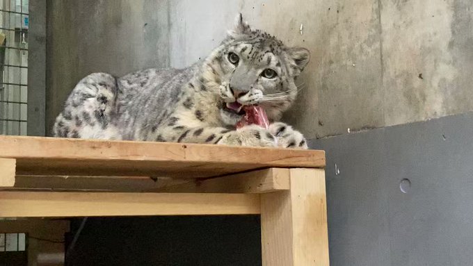 本日のユキヒョウのユーリ❄️その②#旭山動物園　#asahiyamazoo#ユキヒョウ　#snowleopard#ユーリ