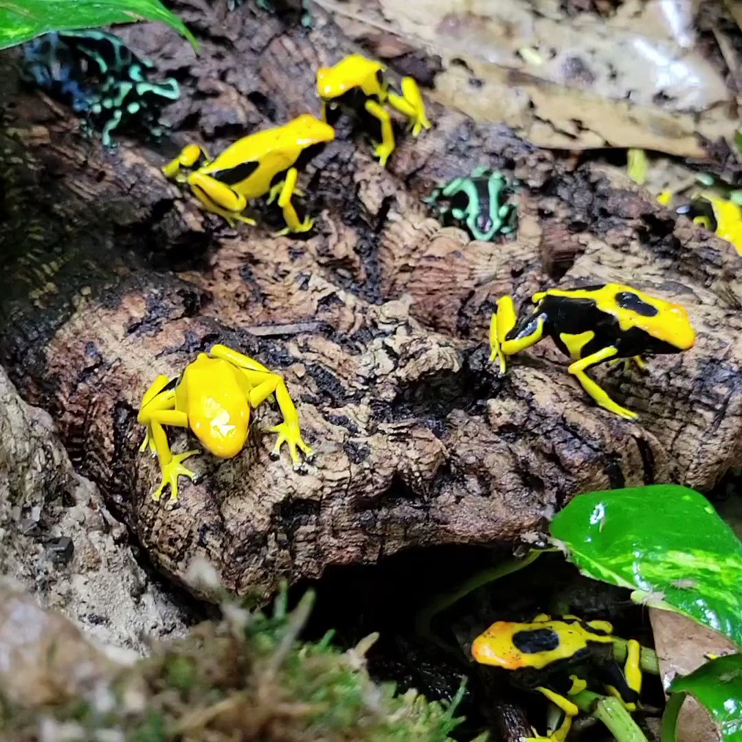 Cincinnati Zoo on Twitter "Happy World Frog Day! Poison dart frogs eat ants, termites, and