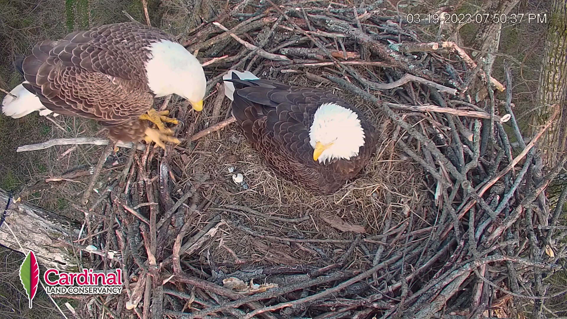 Cincinnati Nature Center on Twitter: "Local #baldeagle pair, Bonnie and