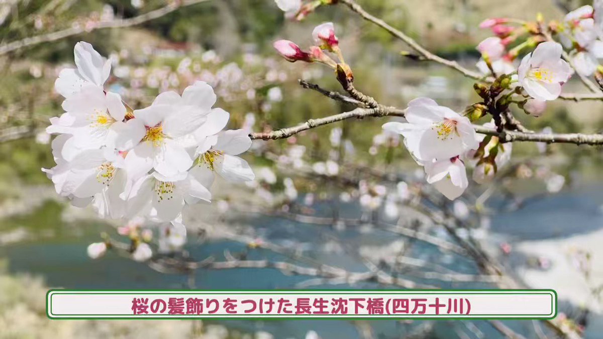 四万十川に架かる長生沈下橋。桜並木の梢で桜の花が春をふくむ風にそよぐ。春分の日、WBCで日本が劇的な逆転サヨナラで決勝へ。ワクワクドキドキ、ハラハラ。海の向こうで侍JAPANも満開だ。 https://t.co/ppjeleybkL