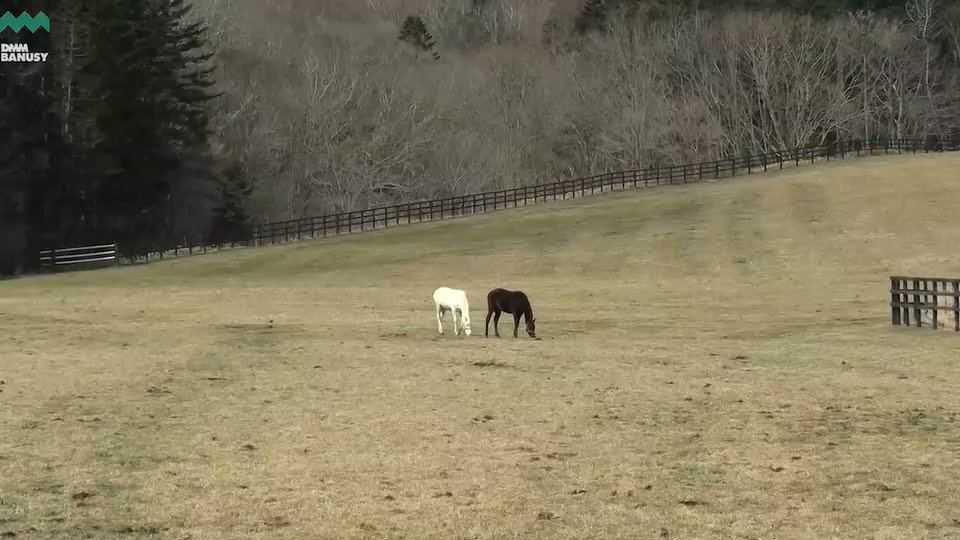 ファイナルドリームの方が大きいかね🤔 