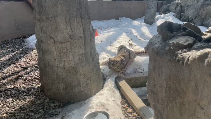 今朝のユキヒョウのユーリ❄️#旭山動物園　#asahiyamazoo#ユキヒョウ　#snowleopard#ユーリ　#も