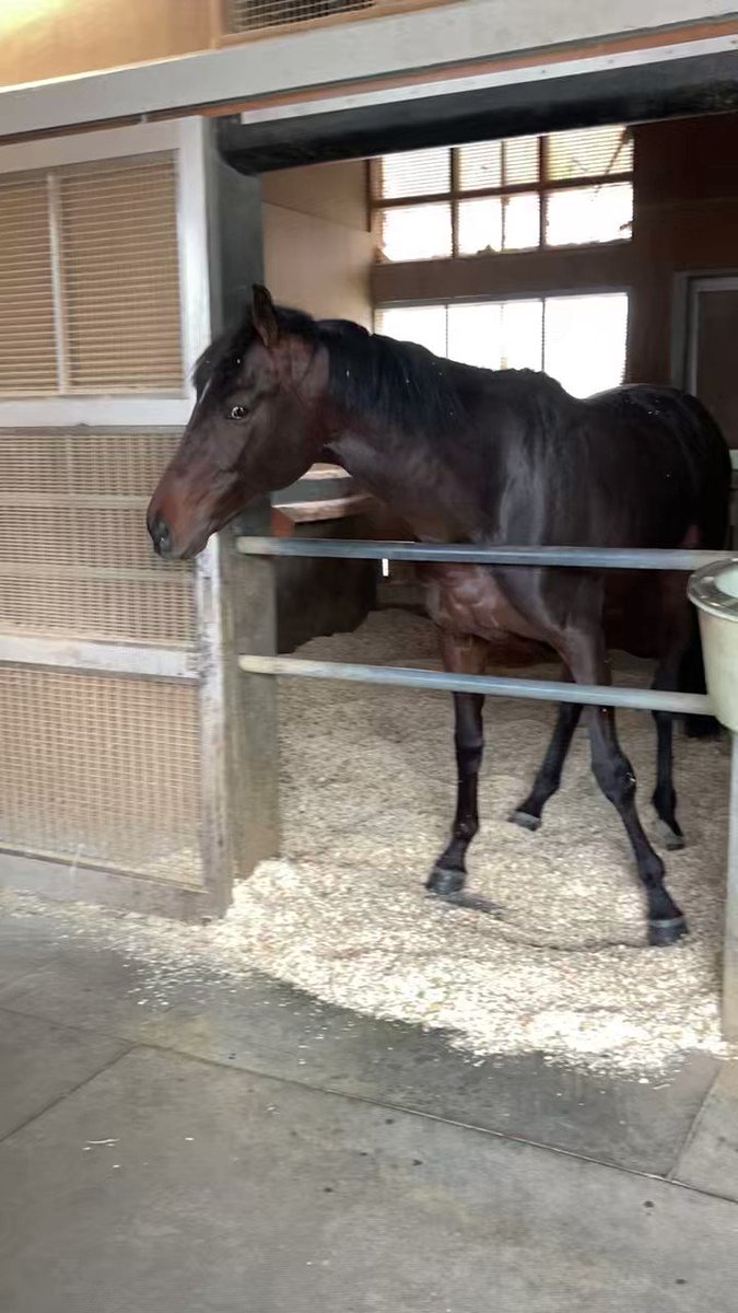 オーヴェルニュみたいなことって他の馬もするんだなぁ……へぇ 