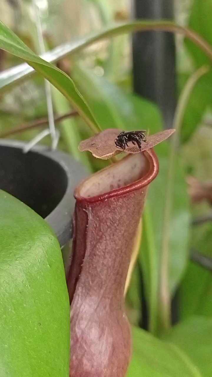 Nepenthes pokemon - Plantas Carnívoras