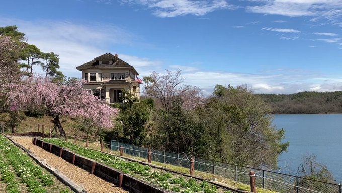 【ワガハイの開花情報🌸】染井吉野・山桜・枝垂れ桜にコブシ・ミツバツツジ...明治村は花盛りなのだ😺✨ぜひお花見においでく