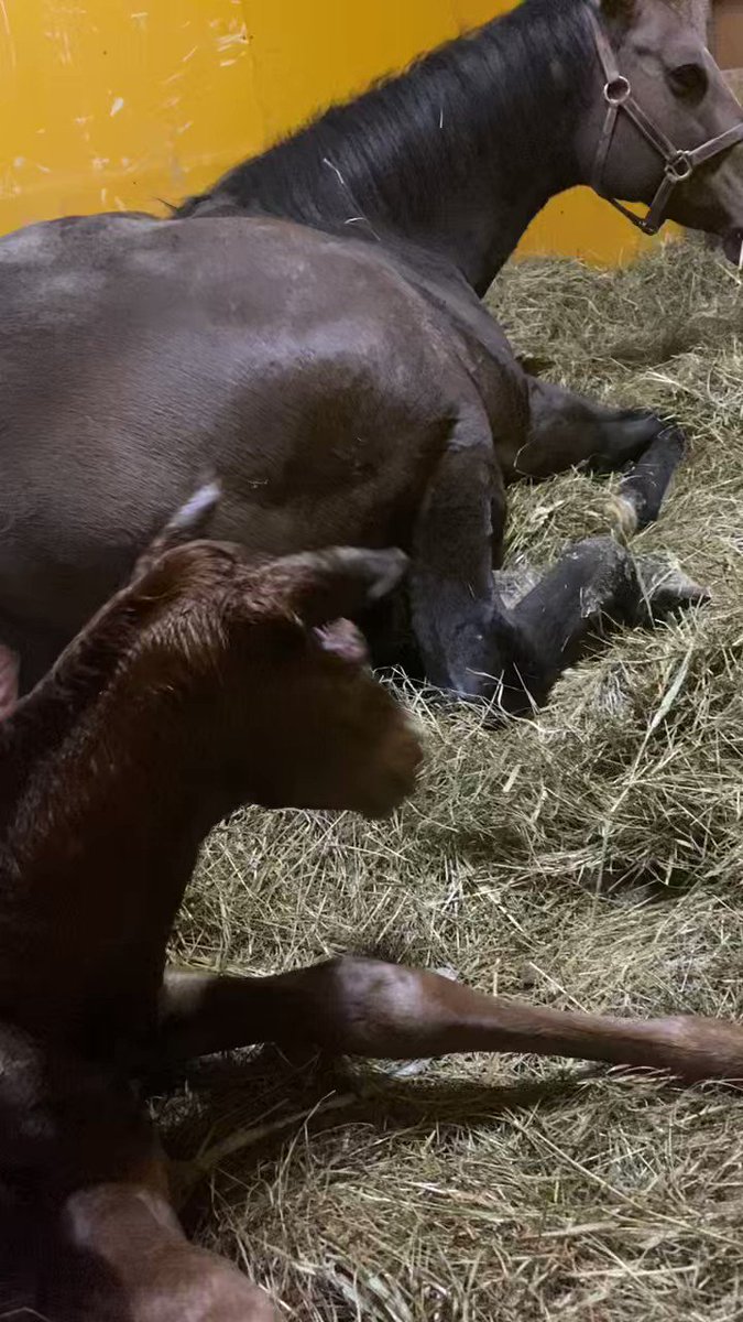 🐎中山4レース
レッドルーセント!щ(゜▽゜щ)の朝🌄
血統はモーリス×母サウンタ😍
サウンタはスピードがある馬をよく産みますし、過去産駒はトゥーパンクス新馬勝ち⚡レッドアヴァンティ2着と新馬には滅法強いシンハライトが親戚血筋。自分が出資馬買うと来ないのでここは少し買う😏
人気どころが強い  