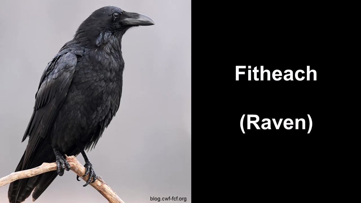 Nova Scotia Museum on Twitter "RT MNH_Naturalists Fitheach is Raven & Crow is Feannag in
