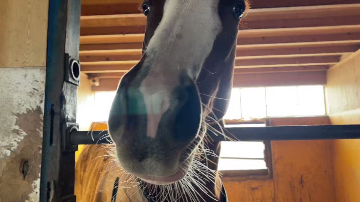 無事移動となれば、シルク・キャロ・YGG・ワラウカド・G1TCとやってて、3世代連続でその世代の出資馬本州移動第1号がYGGから出ることに😃(その前の年は確かワラウカドのヴァルガス)

勿論早ければ良いというものではありませんが、出資馬のレースが早くから楽しめそうというのはやはり嬉しいですね😆 