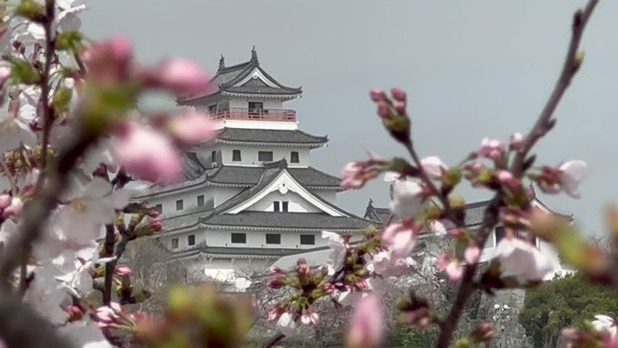 【今日の唐津城🏯と桜🌸】まだまだツボミが多いなーと思って開花状況を調べてみたら唐津城の満開日は3月30日（木）のようです