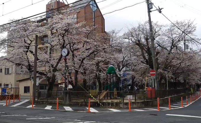 併用軌道の公園前。こちらも桜が見事🌸#響けユーフォニアム 