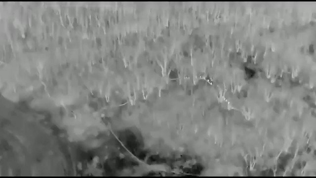 陣地を荒らそうとしたワグネリアンを炙り出すアルタ
ドゥダエフ大隊の複合戦術グループ「アダム」からの映像 