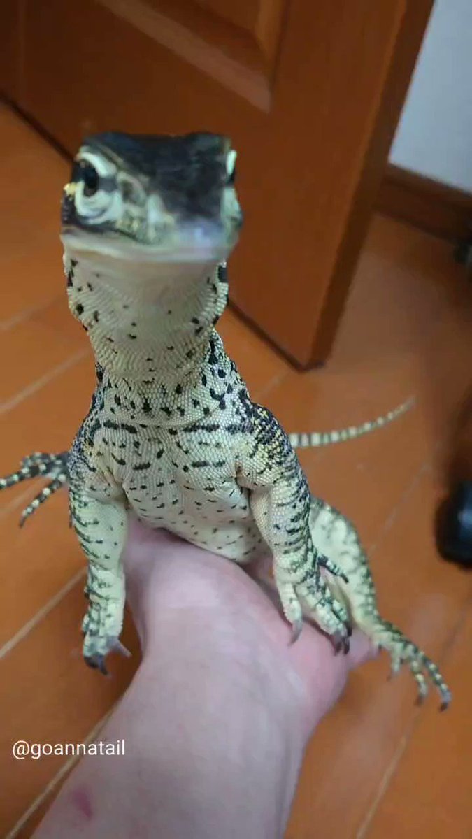 イカットみたいなきれいな模様。 