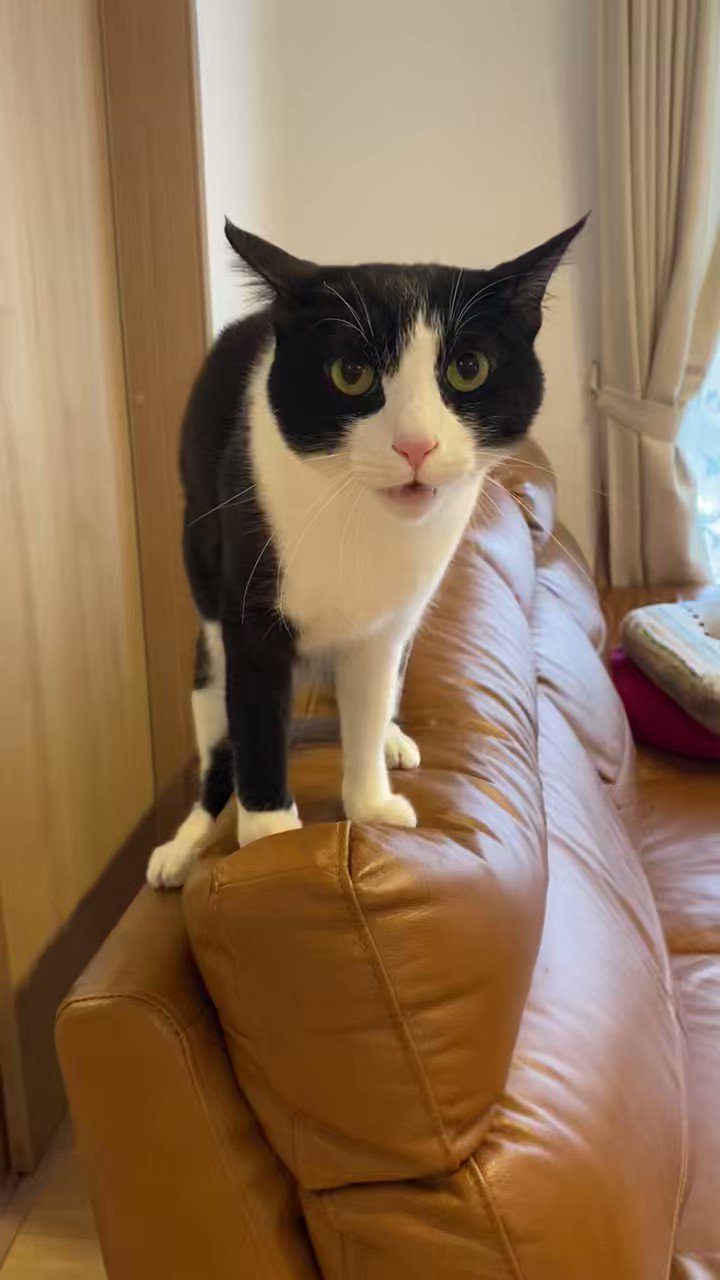 ワイヤークラフト♡りんごクッションとハチワレ猫さんのwelcome