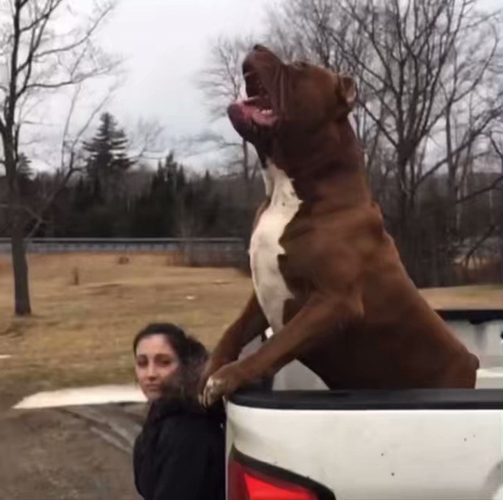 DarkDynastyK9s s video Tweet