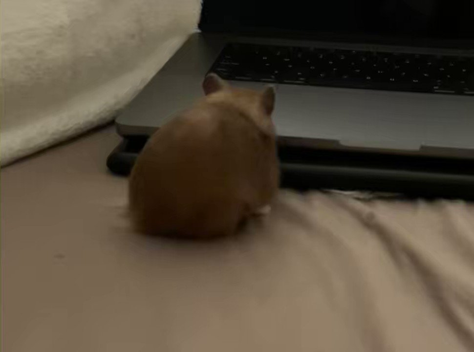 dini loves my laptop too much, probably because it shows her gordon ramsay. she will rub up against it to mark it as hers https://t.co/kjJ1Oai9yr