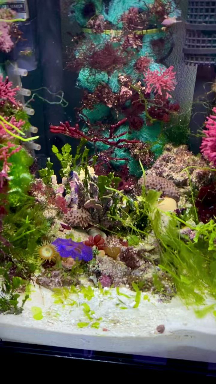 水族館の砂利や底床が必要な理由は何ですか?