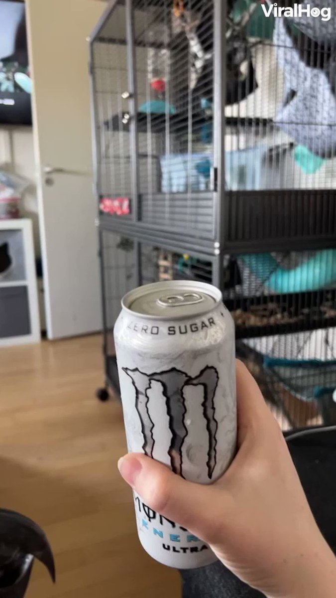 CCTV_IDIOTS on Twitter "🦜😂"