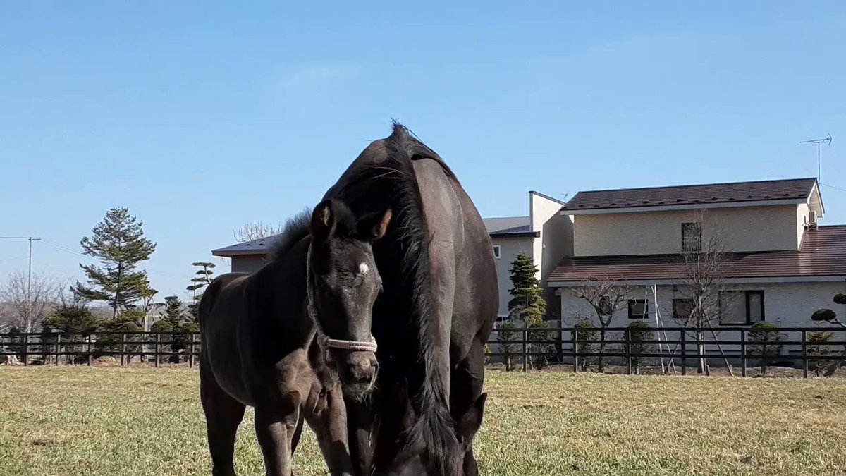 おめでとう！ディープボンドにもついに妹が……良かったね！ 
