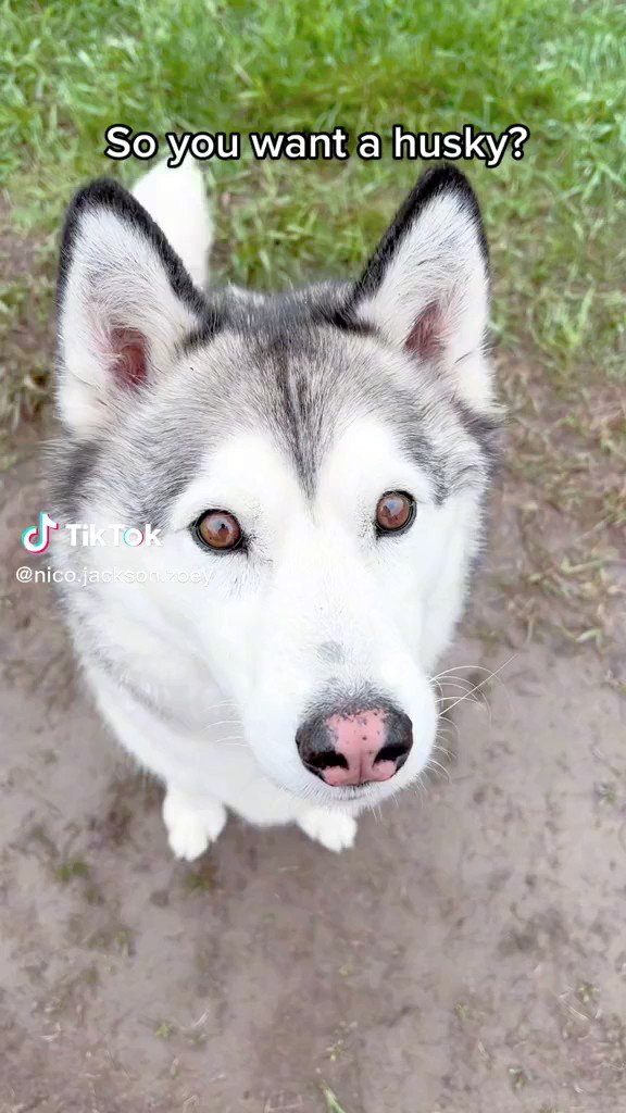 大昔ハスキー飼ってた✨　気分が上がると吠えるし全力ではしゃいでた思い出…家族全員鼻パンチされたよ 