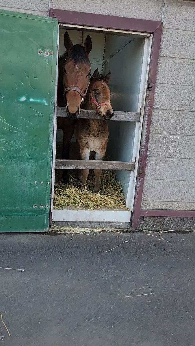 スカーレットテイルとまめちゃんおとなしい 
