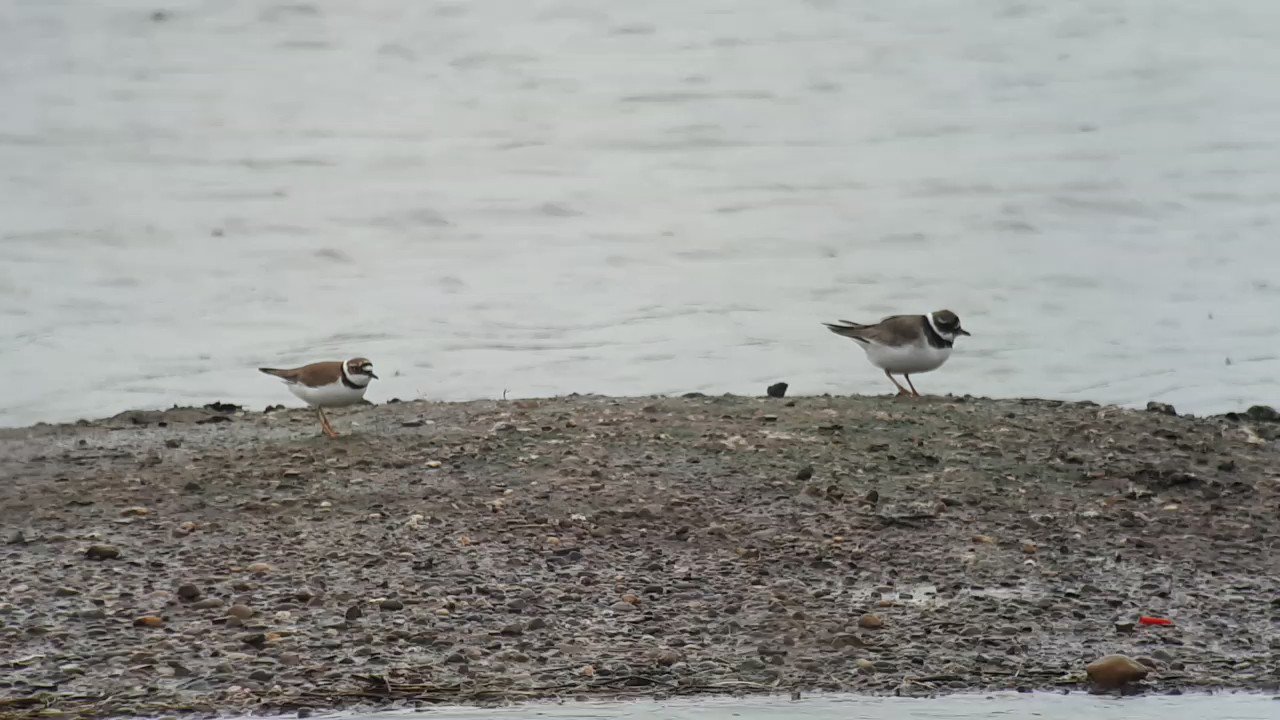 The Birding Doctor (Birding_Doctor) / Twitter