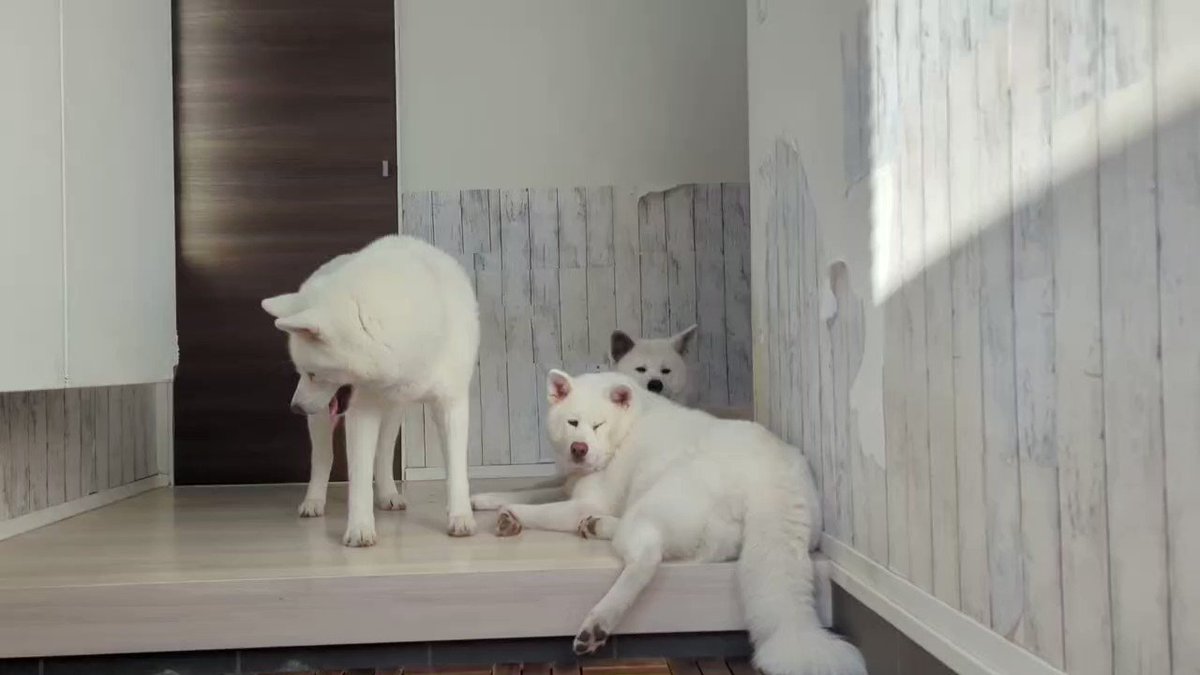 カナさん、後ろ足落ちてるワン🐕🥰💓 