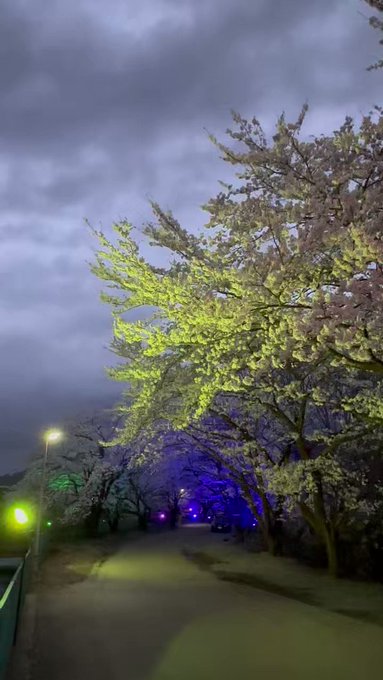 そんなこんなで、今日も寄ってきました夜桜四重奏🌸✨️風が強くてあまり上手く撮れなかったけど💦華やかなライトアップで多くの