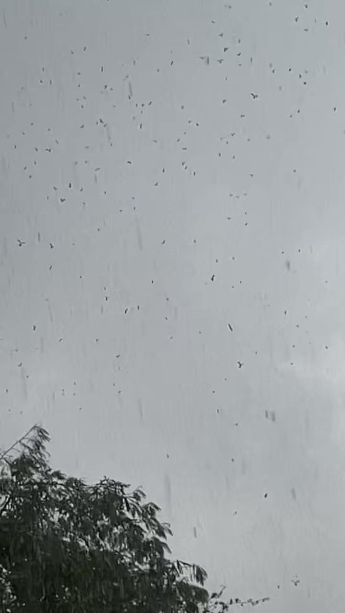 マグリットのゴルコンダの様🎩
https://t.co/75fYMMnFyC  