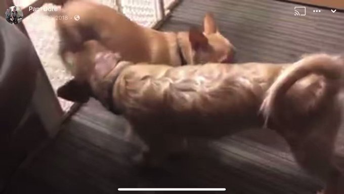 Best oral scene ever! Poop & Eddie! @MrDimarco #pornoffice ??? https://t.co/jc2JtxtihI