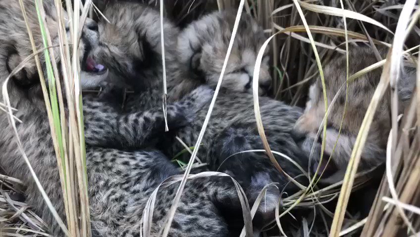 four cheetahs cubs born in kuno national park madhya pradesh - बधाई हो! आ  गए हिन्दुस्तानी चीते; कूनो नेशनल पार्क में 4 शावकों का जन्म; अब कितना बड़ा  कुनबा?